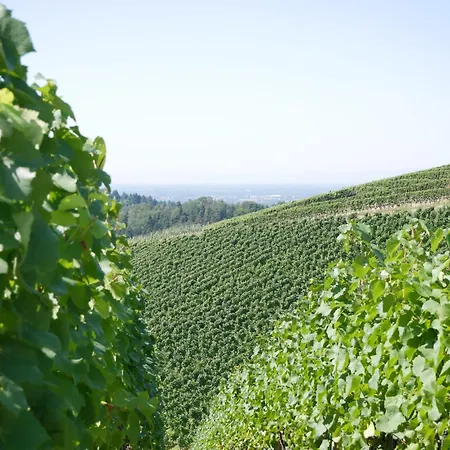 Kirschblüte Mosbach (Achern)